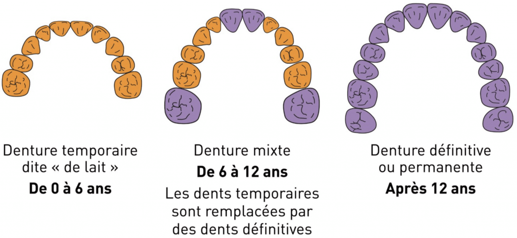 Type de dentes - Apparition des dents Définitives - Dentist Enfant