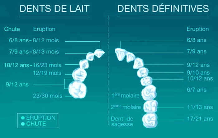 Type of teeth - Milk Teeth - Permanent Teeth - Child Dentistry
